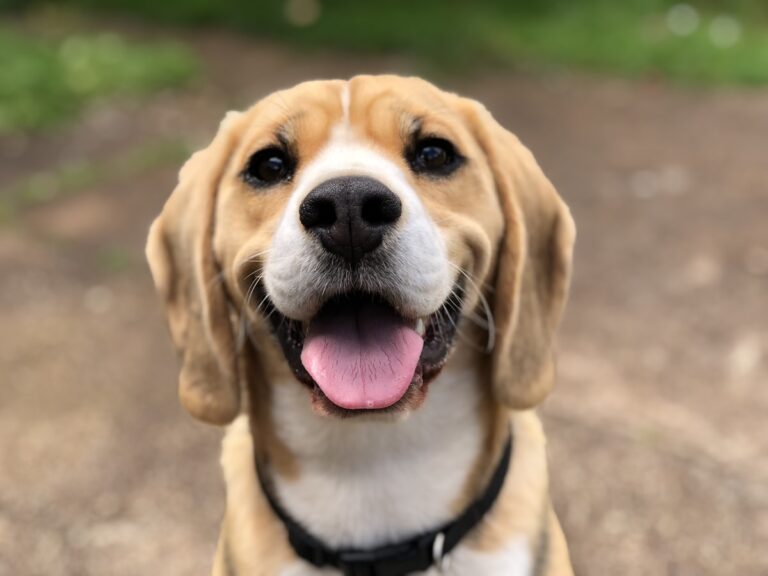 Dog licking lips ready for nutritious food