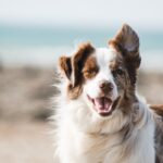 Healthy happy dog waiting for delicious meal