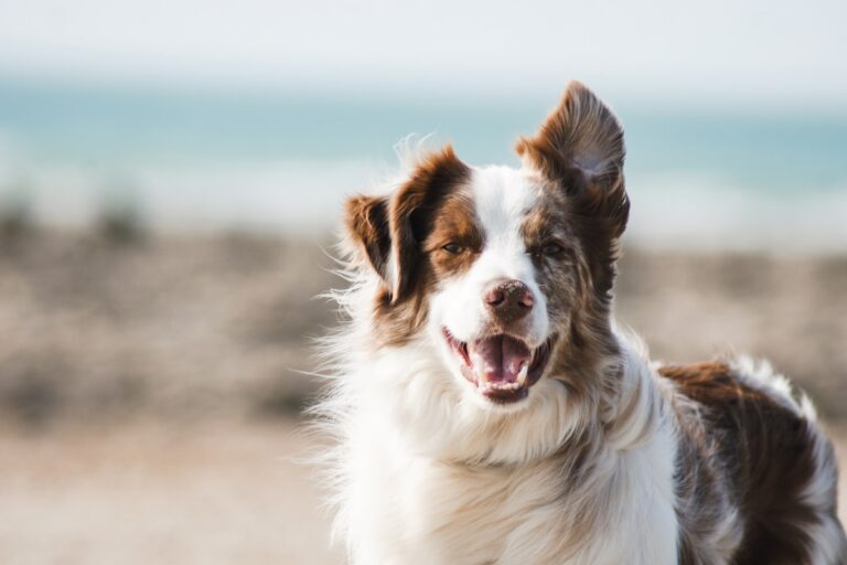 Healthy happy dog waiting for delicious meal
