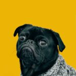 Healthy dog groomed and inspected for parasites