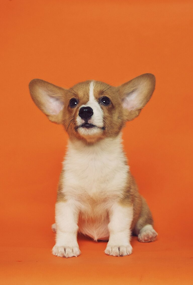 Puppy looking at a bowl of healthy nutrition