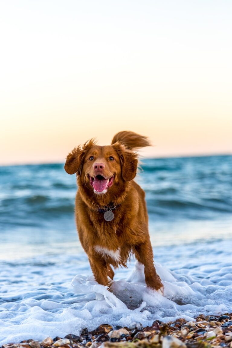 Best Healthy Vegetables to Add to Your Dog’s Daily Diet