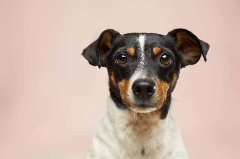Quick and Healthy Homemade Dog Treat Recipes (Vet-Approved Ingredients)