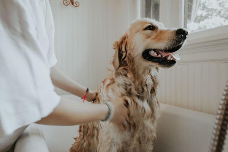 How Often Should You Bathe Your Dog? Complete Coat Care Guide by Breed