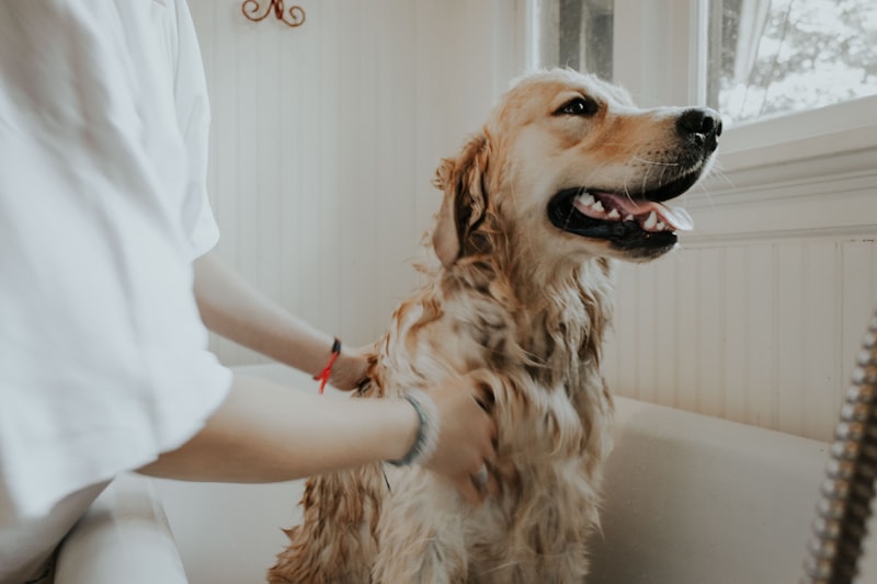 How Often Should You Bathe Your Dog? Complete Coat Care Guide by Breed