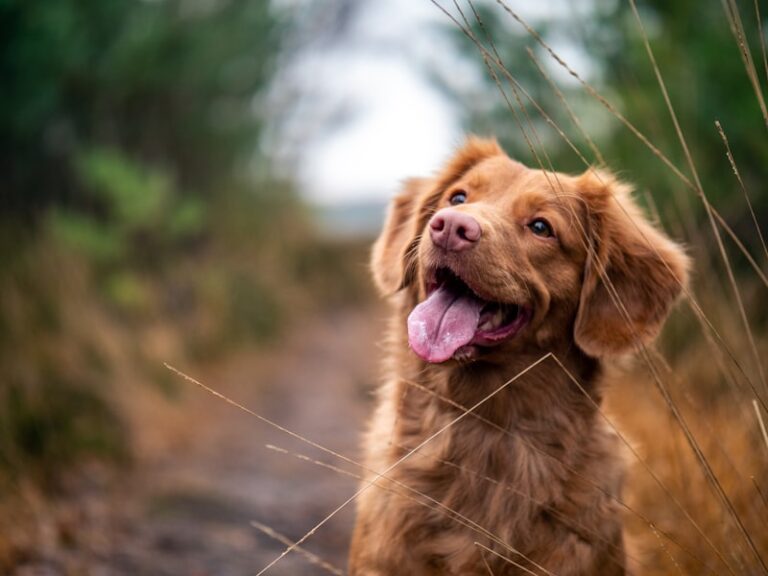 How to Clean Your Dog’s Ears at Home Safely and Prevent Infections