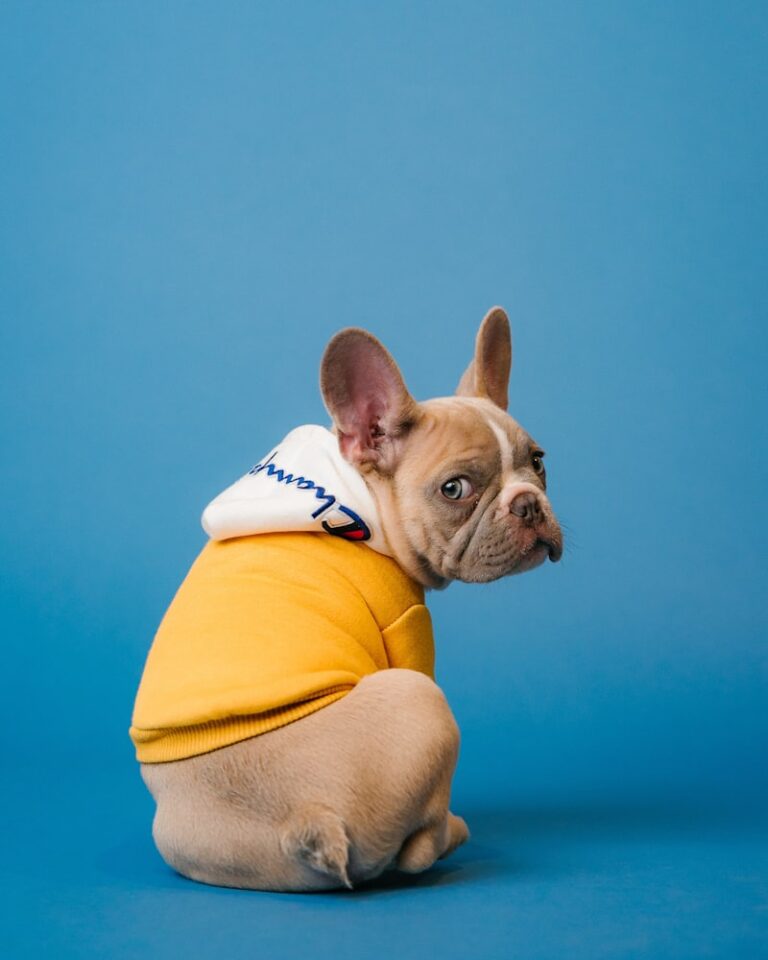 How to Leash Train a Puppy Without Pulling: Step-by-Step Guide