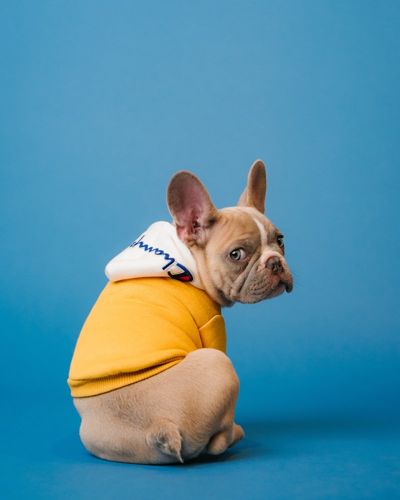 How to Leash Train a Puppy Without Pulling: Step-by-Step Guide