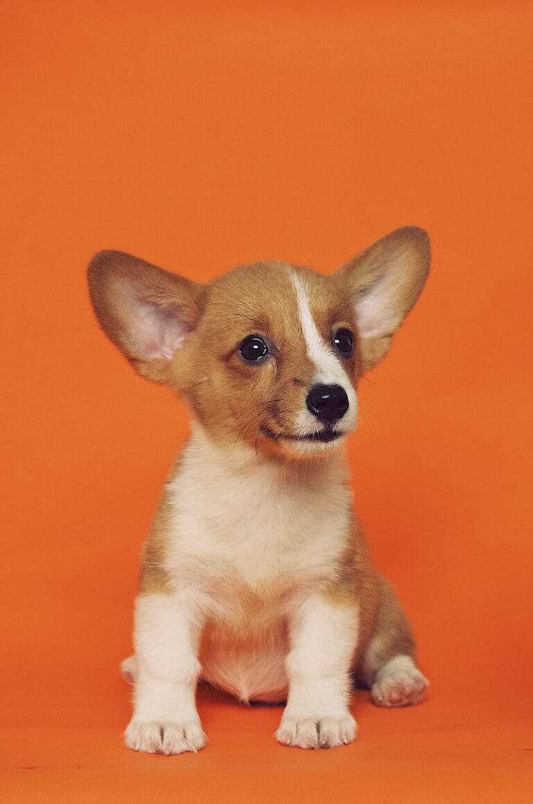 Beginner’s Guide to Potty Training a Puppy in 5 Easy Stages