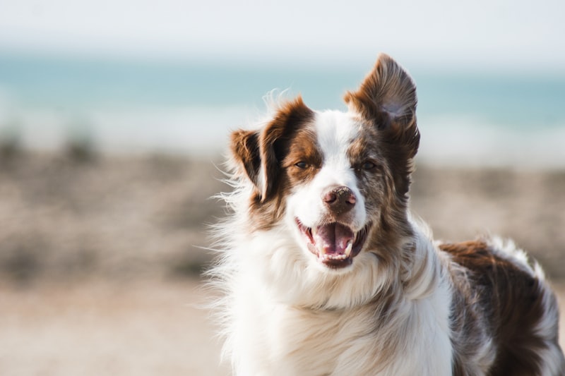 Safe and Toxic Fruits for Dogs: The Complete Ultimate Guide