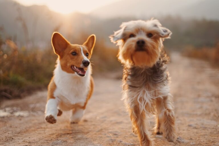 Why Do Dogs Bark at Nothing? Understanding Triggers and How to Calm Them