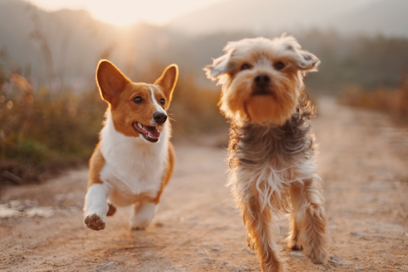 Why Do Dogs Bark at Nothing? Understanding Triggers and How to Calm Them